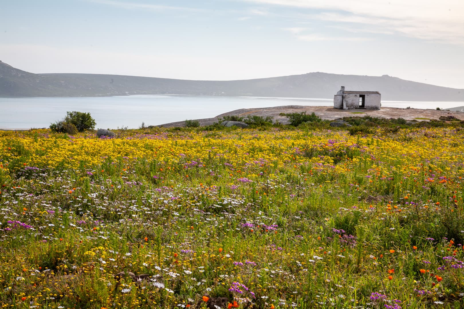 West Coast wildflowers in bloom overlooking Langebaan Lagoon